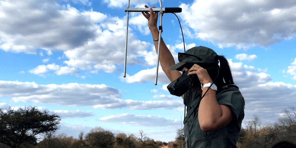 To study and help big cats you first have to find them. Volunteers and staff at Karongwe like Leyla use telemetry to track lions, leopards and cheetahs in the park.