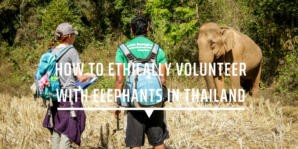 volunteer ethically elephants