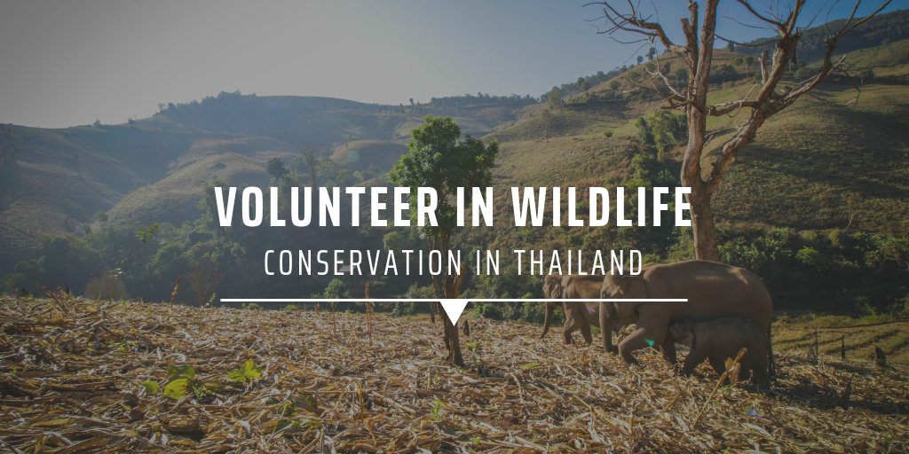 Conservation volunteering