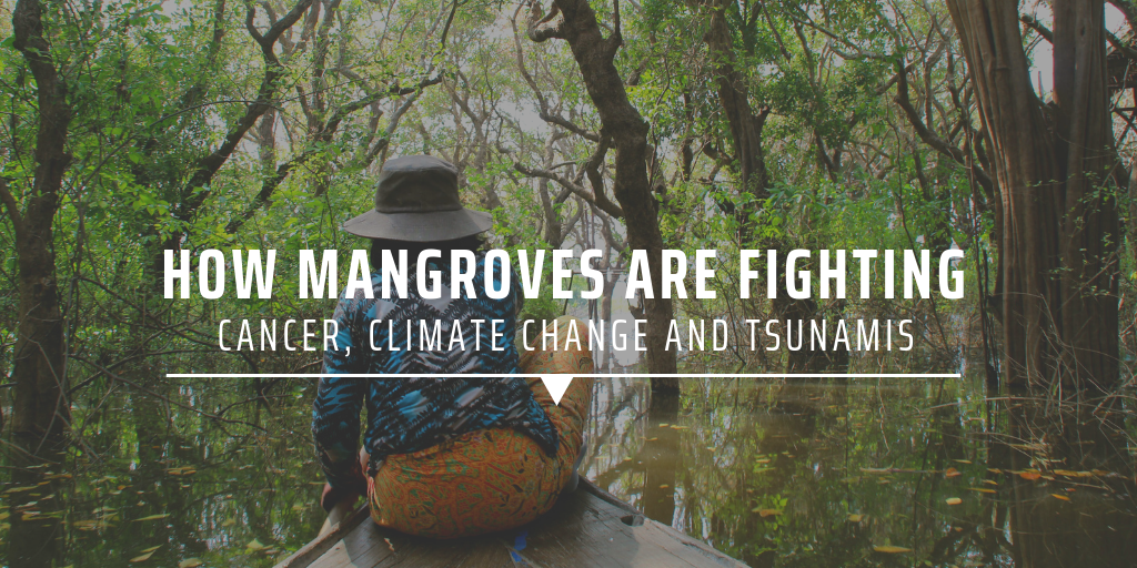 mangrove forests