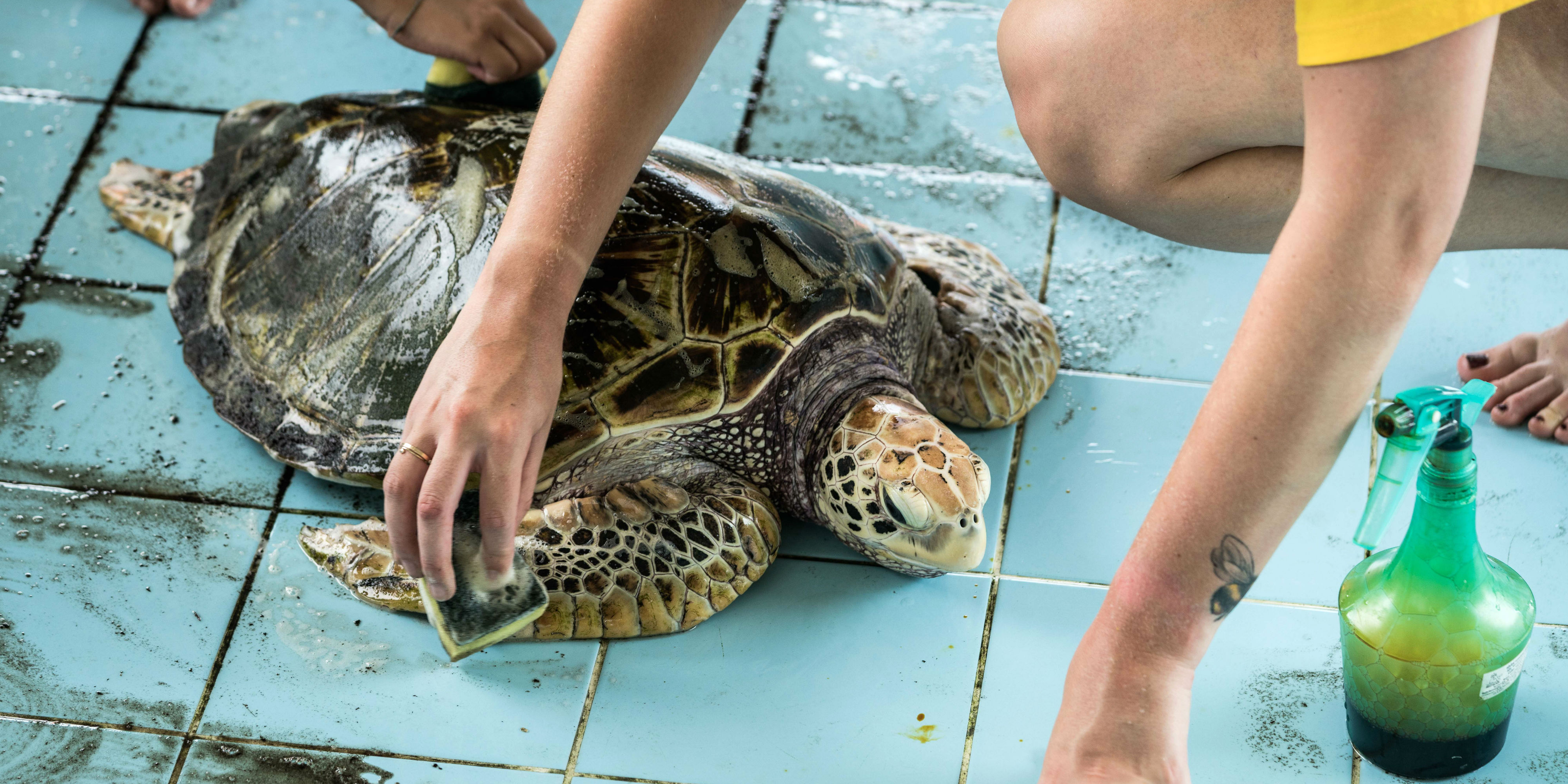 How can you get involved in sea turtle conservation in Phang Nga