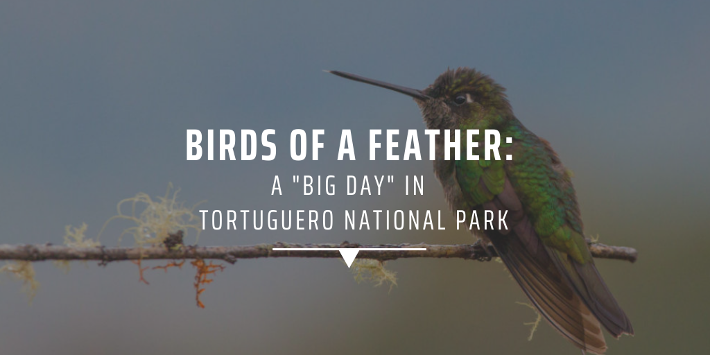 Birds of a feather: a "big day" in Tortuguero National Park