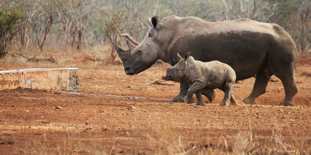 Help conserve endangered species like rhino