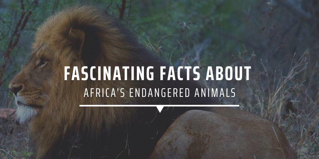 Fascinating facts about Africa’s endangered animals
