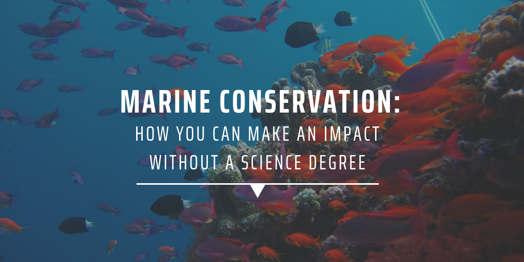 Marine conservation: How you can make an impact without a science