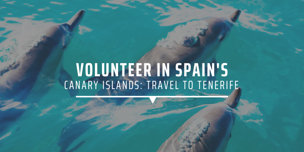 Dolphins in Tenerife