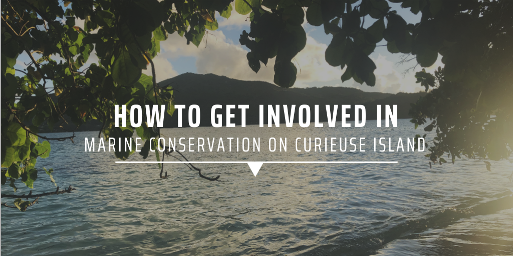How to get involved in mangrove conservation on Curieuse Island